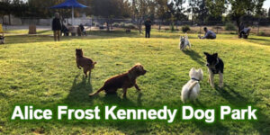 Dog-Park_Alice-Frost-Kennedy-Dog-Park_4x2