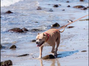 POST-Pet-Friendly-Beaches-N-Beach