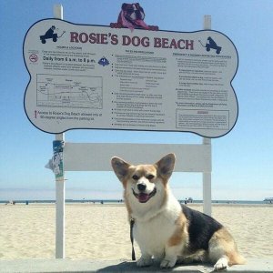 Rosie's Dog Beach